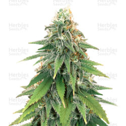 godzilla-glue-4-herbies-seeds-1-godzilla-glue-4-strian.jpg__s33XDXfIrRjXhzDU